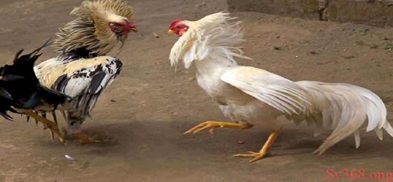 Gà đá bo lớn là gì?