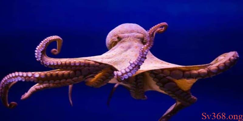 mơ thấy bạch tuộc