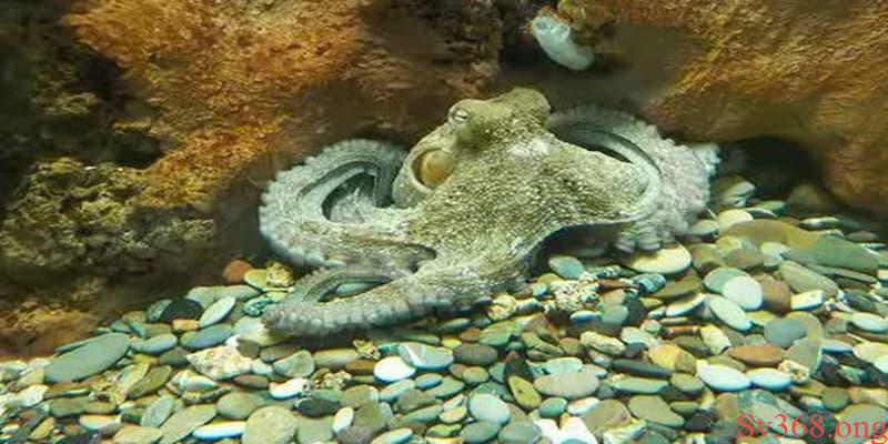 mơ thấy bạch tuộc