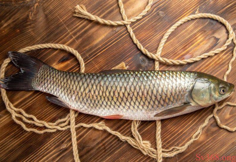 mơ thấy cá trắm