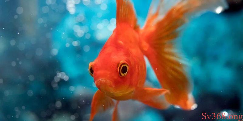 Chiêm bao cá đang đẻ