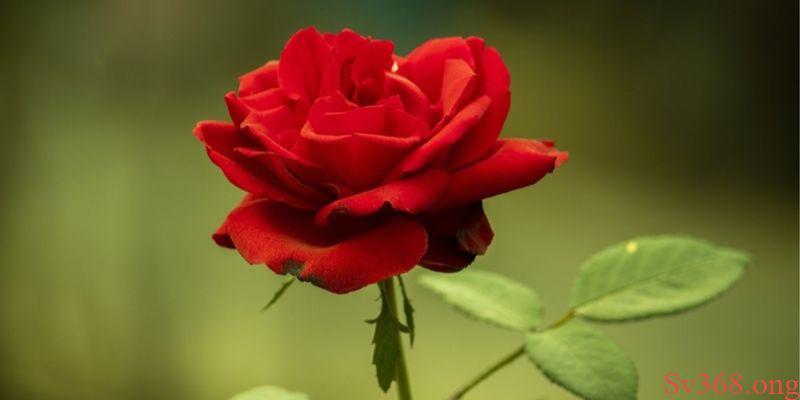 Mơ thấy hoa hồng