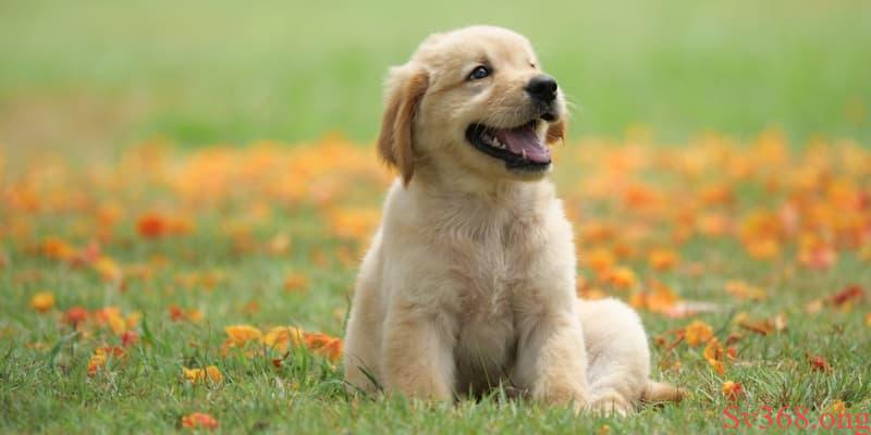 Ngủ mơ thấy nhiều chó