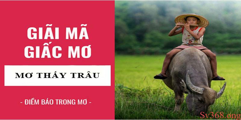 Mơ Thấy Trâu Là Điềm Gì? Con Số Khi Mơ Thấy Trâu? 4 Mộng thấy trâu có ý nghĩa gì, gửi gắm thông điệp cuộc sống ra sao?