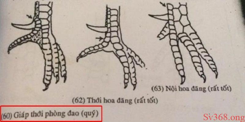 Sv368 Chia Sẻ Bí Mật Về Vảy Gà Nội Hoa Đăng Chi Tiết Nhất 6 Vảy gà nội hoa đăng