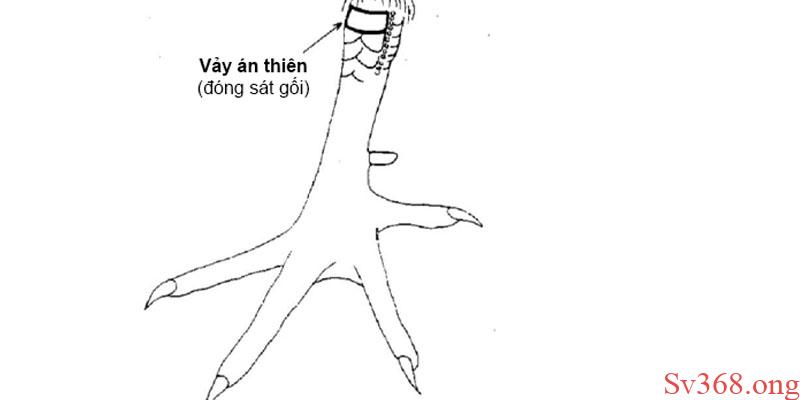 99+ Cách Xem Vảy Gà Quý Không Phải Ai Cũng Biết Tại Sv368 10 Cách xem vảy gà quý