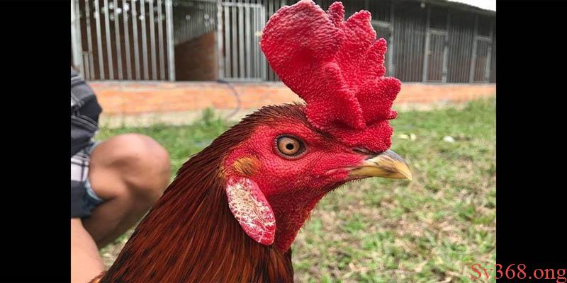 Tại Sao Gà Đá Bị Tái Mặt? Nguyên Nhân Và Cách Phòng Tránh 5 Gà đá bị tái mặt là dấu hiệu của bệnh gì?