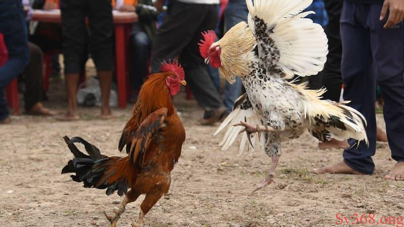 Chia Sẻ Luật Đá Gà Miền Bắc Chi Tiết Mà Dễ Hiểu Cho Chơi 1 Luật đá gà miền Bắc là gì?