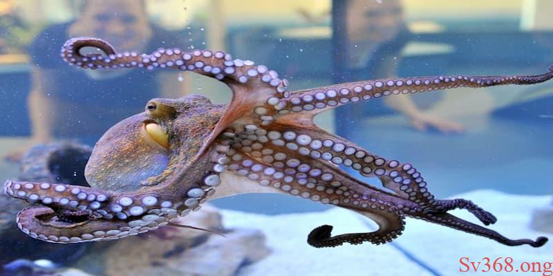 Mơ Thấy Bạch Tuộc - Giải Mã Giấc Mơ Chính Xác Nhất 2025 4 mơ thấy bạch tuộc