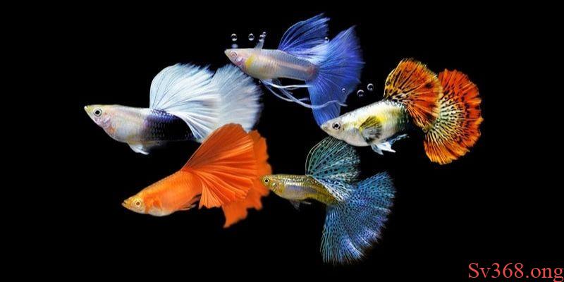 mơ thấy bầy cá