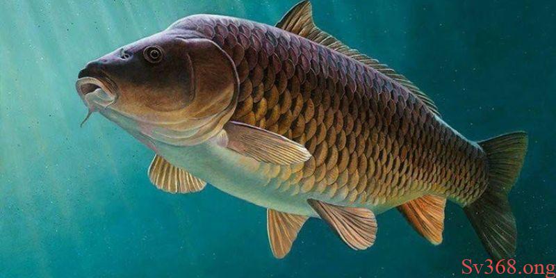 Mơ Thấy Cá Chép Đánh Số Gì Trong Lô? Cập Nhật Với SV368 7 Sơ lược về ý nghĩa của loài cá chép