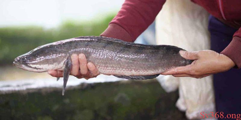 Mơ Thấy Cá Lóc Có Ý Nghĩa Gì? Các Con Số May Mắn Tại SV368 4 mơ thấy cá lóc