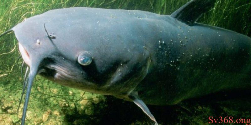 Mơ Thấy Cá Trê - Sv368 Giải Mã Ý Nghĩa Và Con Số May Mắn 9 Mơ thấy cá trê