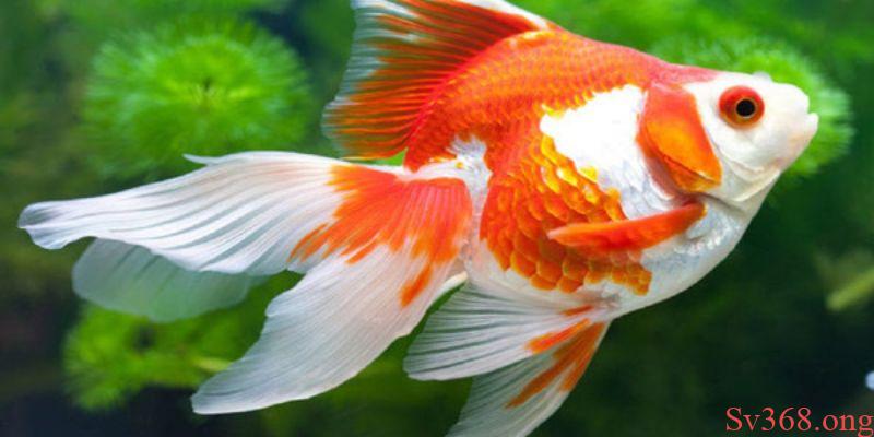 Mơ Thấy Cá Vàng - Cùng SV368 Giải Đáp Các Giấc Chiêm Bao 10 Ý nghĩa của con cá vàng trong đời sống