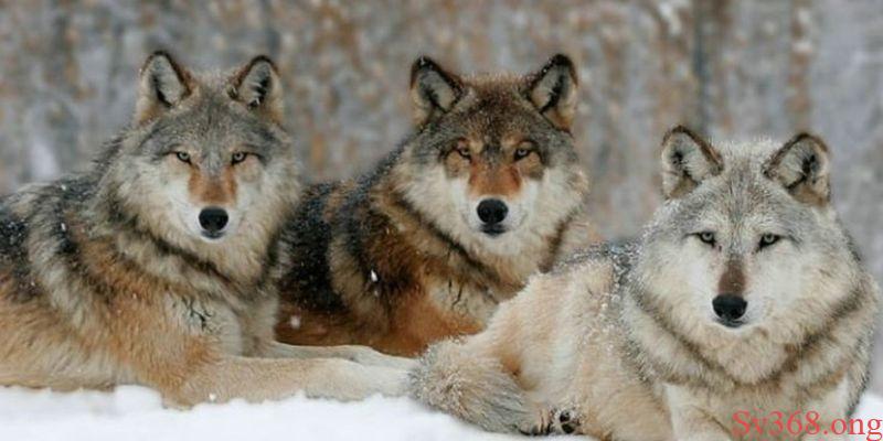 Mơ thấy chó sói - Giải mã ý nghĩa và điềm báo tại Sv368 1 Mơ thấy chó sói