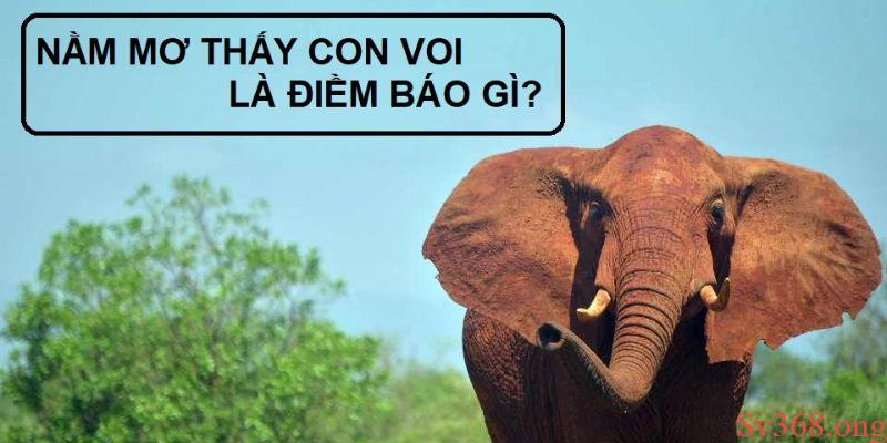 Mơ Thấy Con Voi Đánh Con Gì? Ý Nghĩa Và Con Số May Mắn 4 Ý nghĩa khi mơ thấy con voi đánh con gì