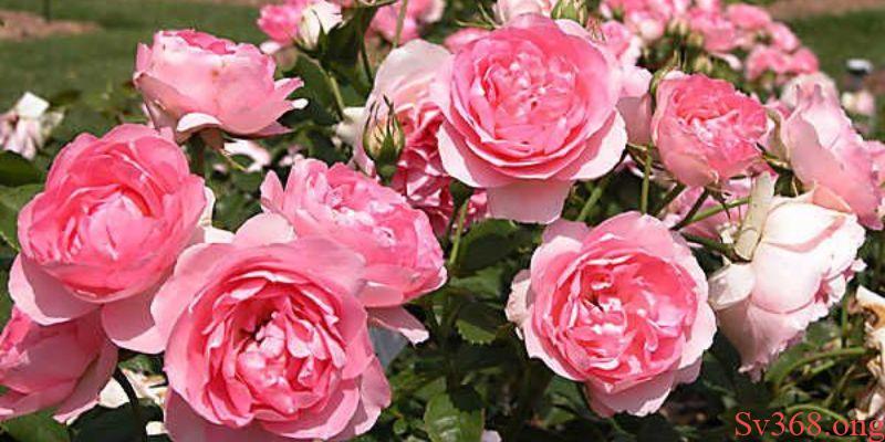 Mơ Thấy Hoa Hồng Là Điềm Xấu Hay Dữ? Giải Mã Cùng Sv368 8 Mơ thấy hoa hồng