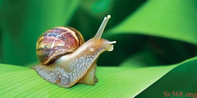 Nằm Mơ Thấy Ốc: Giải Mã Ý Nghĩa & Con Số May Mắn Tài Lộc 5 Mơ thấy ốc sên đánh số 98 - 99