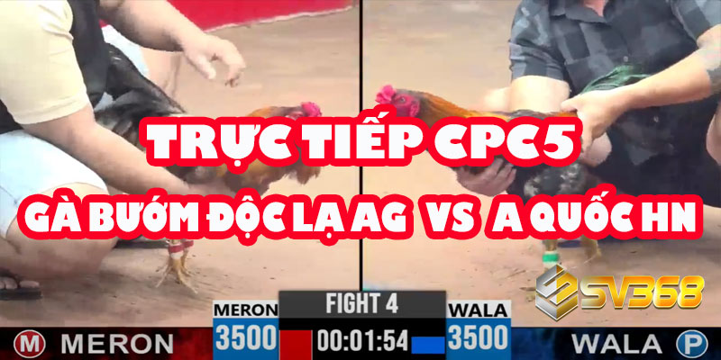 CPC5: Gà Bướm Độc Lạ An Giang có vượt qua được A.Quốc Hồng Ngự?