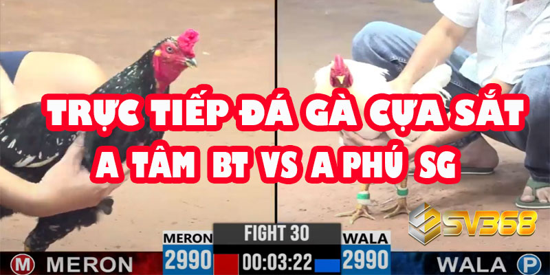Trực tiếp Đá Gà Cựa Sắt: A Tâm Bến Tre vs A Phú Sài Gòn - Kèo Đồng Xổ 20