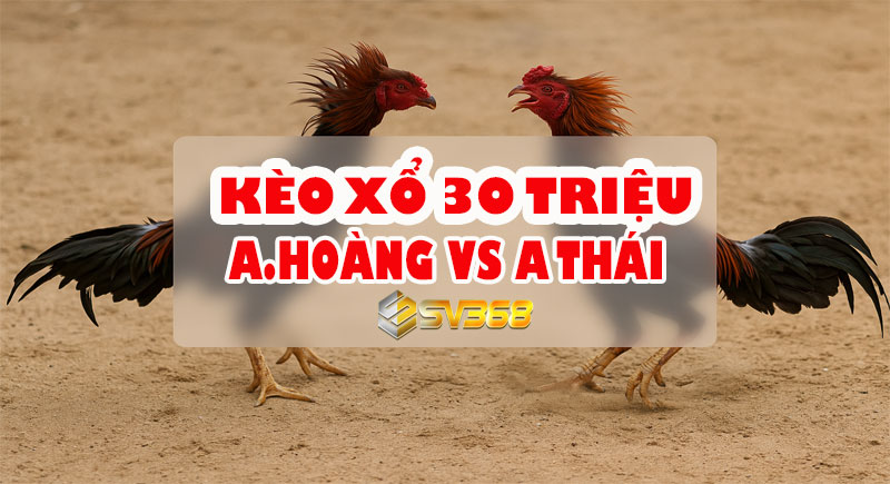 Trực tiếp Đá Gà 30 Triệu: A Hoàng vs A Thái - Kèo Cược Hấp Dẫn Nhất Hôm Nay